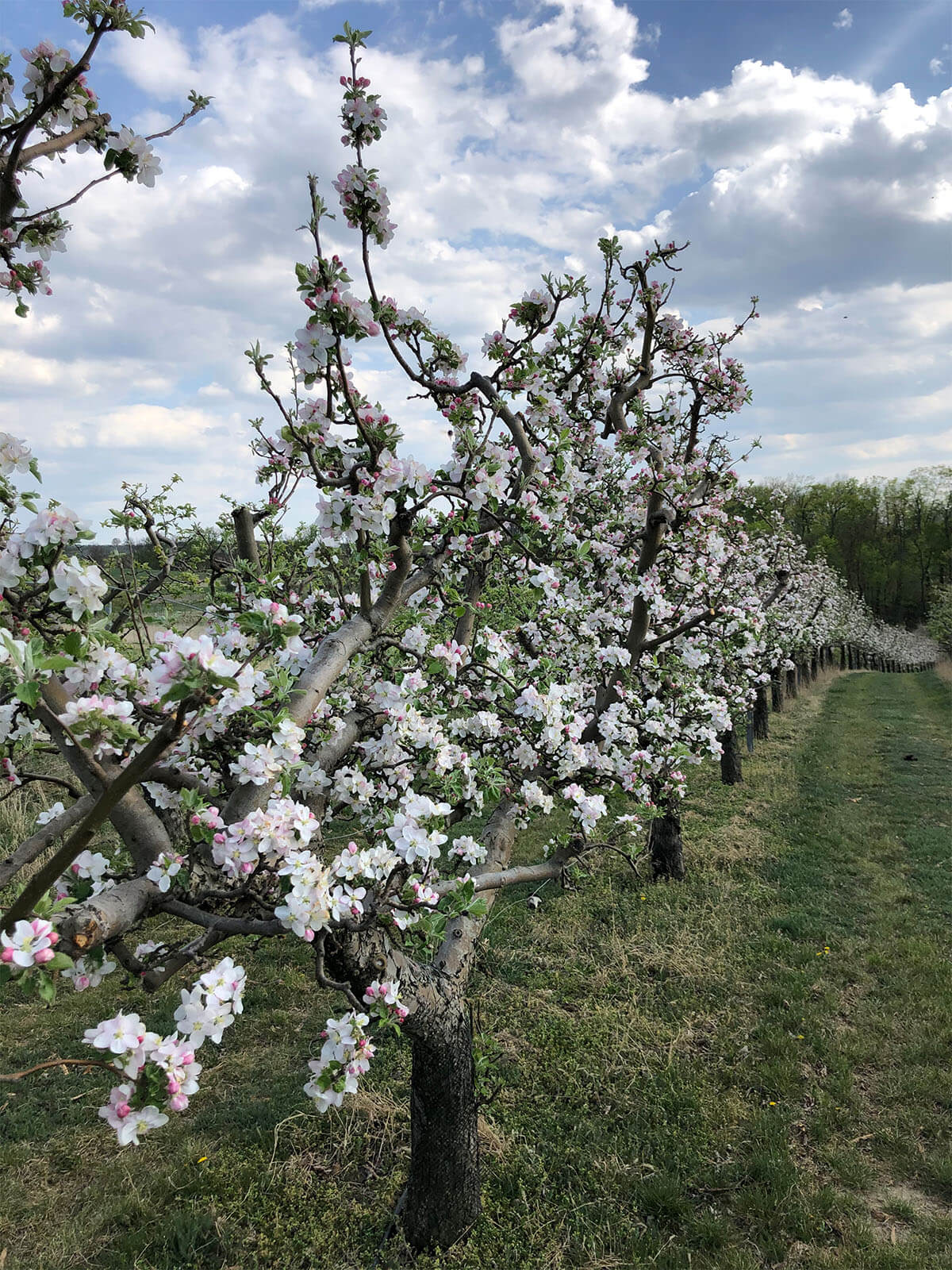 Blühende Obstanlage im Frühling