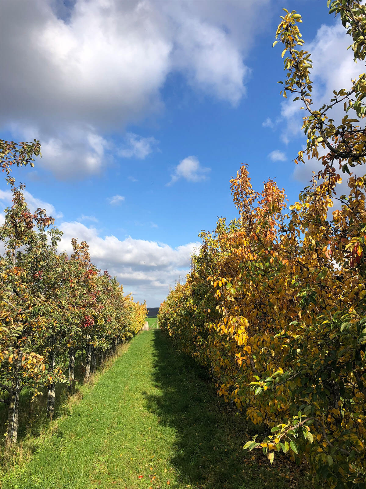 Obstanlage nach der Ernte im Herbst